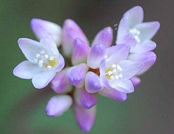 ナガバノウナギツカミ花序