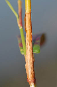 ナガバノウナギツカミの托葉鞘