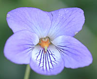 ナガバタチツボスミレの花