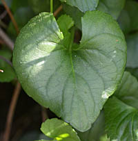 ナガバタチツボスミレの根生葉