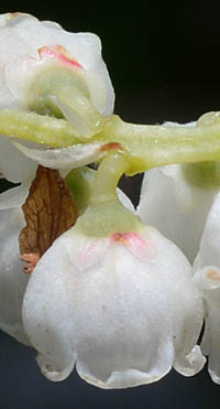 ナガボナツハゼの花