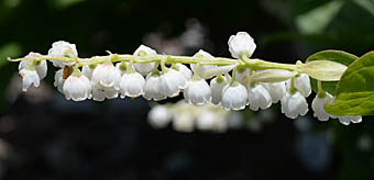 ナガボナツハゼの花序