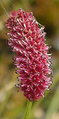 ナガボノアカワレモコウの花