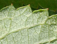 ナガボノシロワレモコウの葉の鋸歯