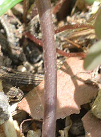 ナガエコミカンソウの茎