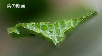 ナガエミクリの葉の断面