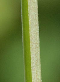 ナガミノツルキケマンの茎