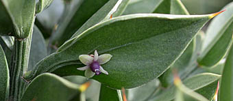 ナギイカダ Ruscus Aculeatus キジカクシ科 Asparagaceae ナギイカダ属 三河の植物観察