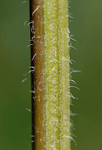 ナギナタコウジュの茎