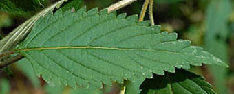 ナギナタコウジュの葉表