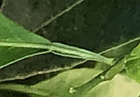 ナツミカンの葉柄