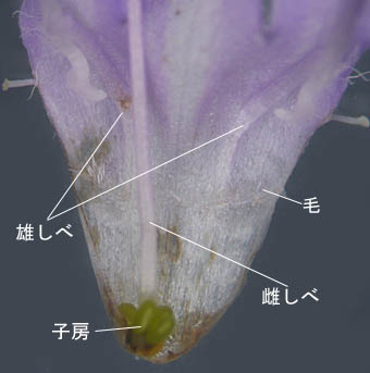 ナツノタムラソウ花冠の内部