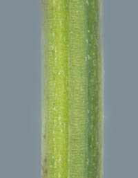 ナツノタムラソウの茎