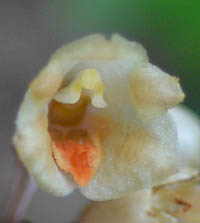 ナヨテンマの花内部