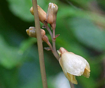 ナヨテンマ花序と茎