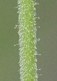 ネバリノミノツヅリの茎