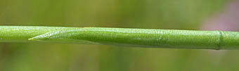 ネジバナ茎の鱗片状の葉