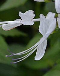 ネコノヒゲの花