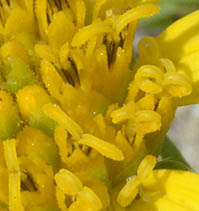 ネコノシタの筒状花