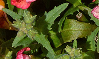ネメシア・サンサシアプラスの葉