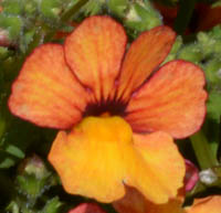 ネメシア・サンサシアプラスの花