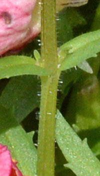 ネメシア・サンサシアプラスの茎