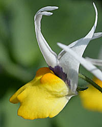ネメシア・ケイランサスの花
