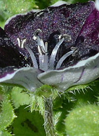 ネモフィラ ペニー ブラック Nemophila Menziesii Penny Black ムラサキ科 Boraginaceae ネモフィラ属 三河の植物観察