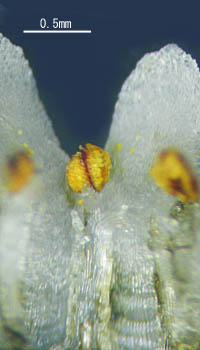 ネナシカズラ花冠の鱗片