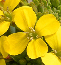 ニオイアラセイトウの花