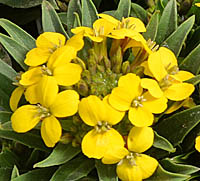 ニオイアラセイトウの花序