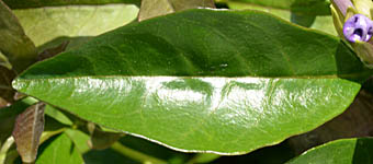 ニオイバンマツリの葉表