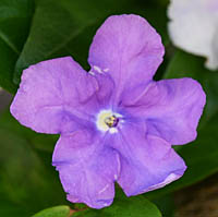 ニオイバンマツリの紫色花