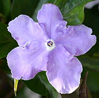 ニオイバンマツリの薄紫色花