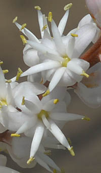 ニオイシュロランの花