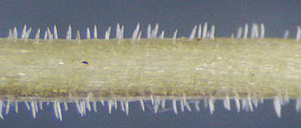 ニオイタチツボスミレ茎の白毛