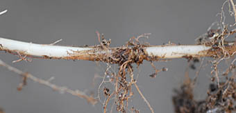 ニセシラゲガヤ根茎