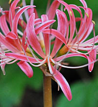 ニシキヒガンバナの花