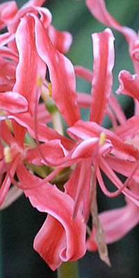 ニシキヒガンバナの花被片