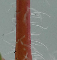 ニシキソウ茎の長毛