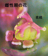 ニシキソウ雌性期の花