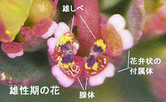 ニシキソウの雄性期の花