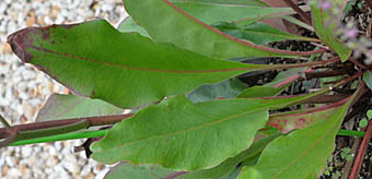 ニワハナビの葉