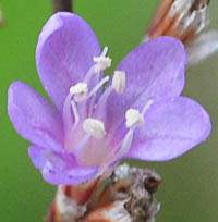 ニワハナビの花