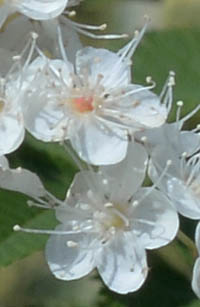 ニワナナカマドの花