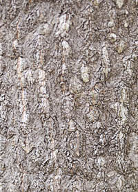 ニワウルシ樹皮の皮目