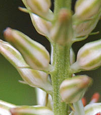 ノギラン花茎と小苞