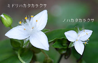 ノハカタカラクサの花の比較