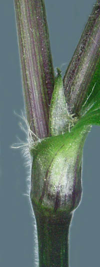 ノハカタカラクサの葉鞘と茎