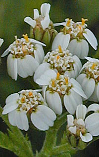 ノコギリソウの花